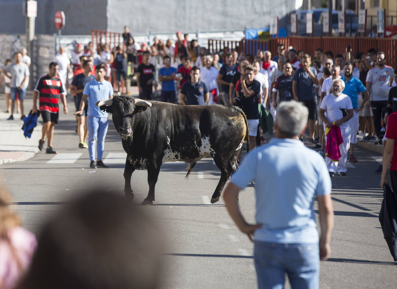 Tudela de Duero vibra con las vistosas sueltas de los primeros Toros del Alba