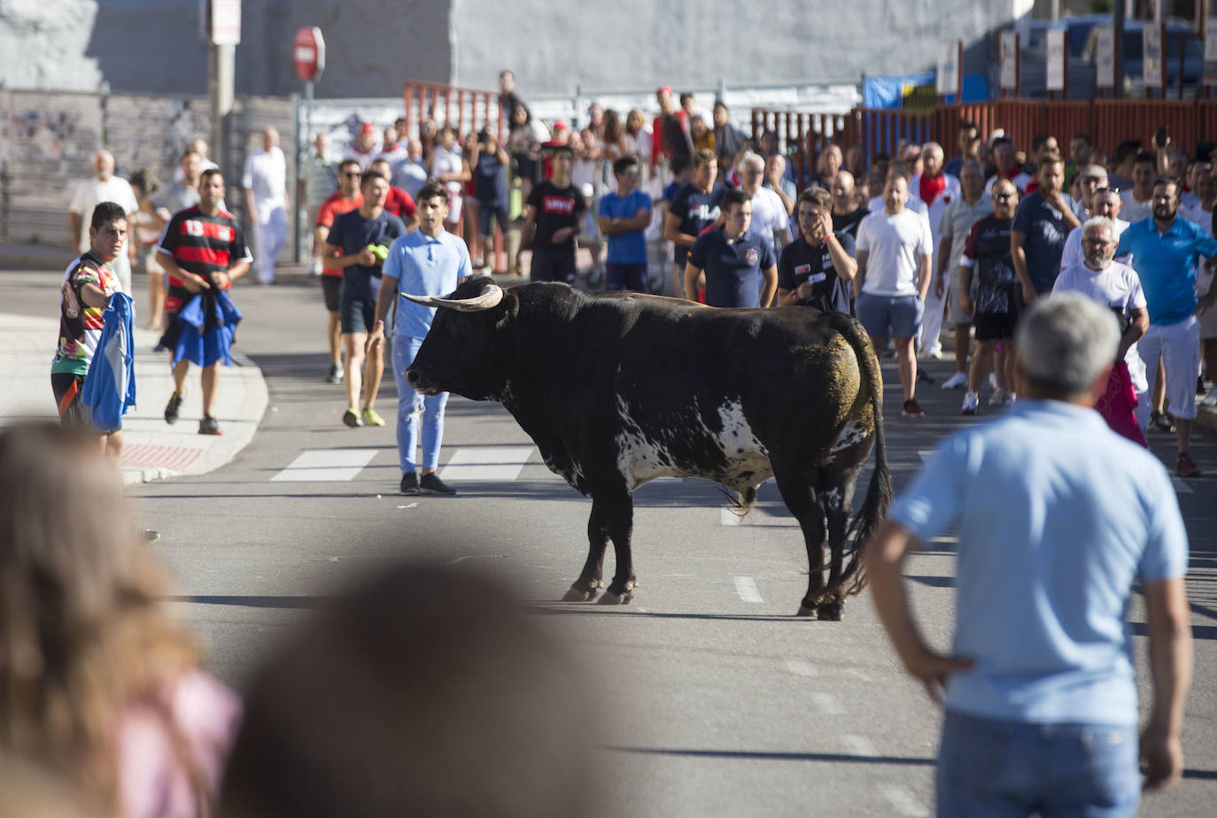 Toro del Alba de Tudela de Duero