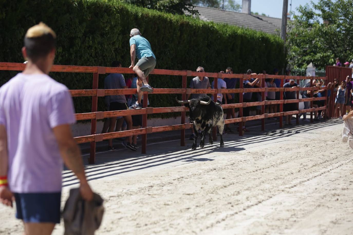 Susto en el encierro de Viana de Cega