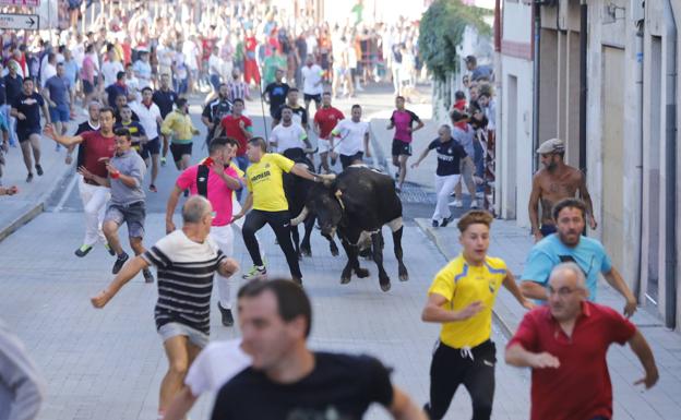 El segundo encierro de las fiestas de Peñafiel discurre sin incidentes