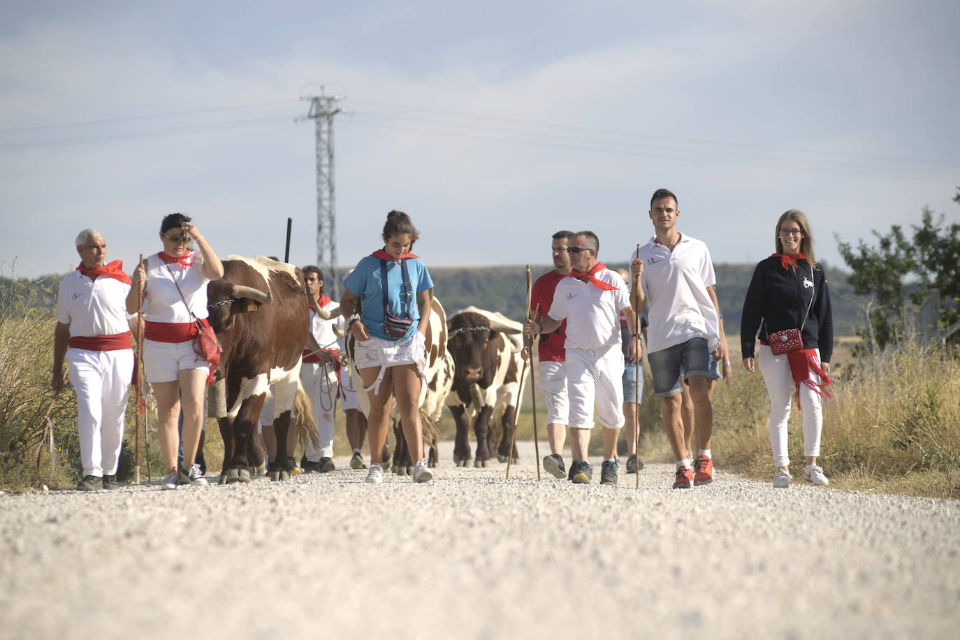 Trashumancia de bueyes en Tudela de Duero