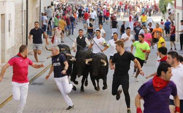 Veloz y vibrante penúltimo encierro de las fiestas de Peñafiel