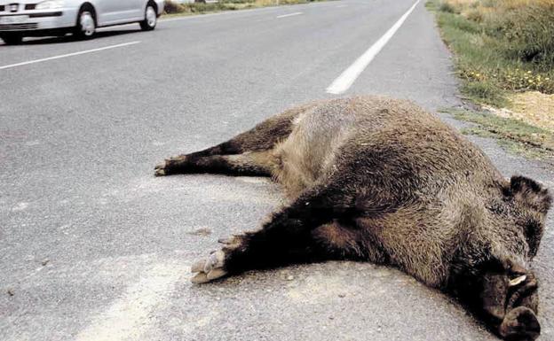 Tres colisiones contra dos jabalíes y un corzo esta madrugada en Valladolid