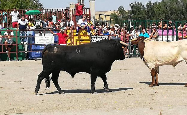 Programa de las fiestas de Torrelobatón