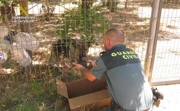 Rescatados seis cachorros de pastor alemán enterrados vivos en Teruel