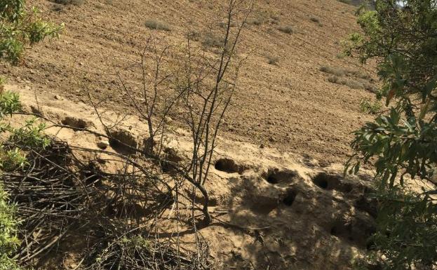 Los agricultores denuncian «plaga» de conejos en Valladolid, Palencia, Segovia y Burgos