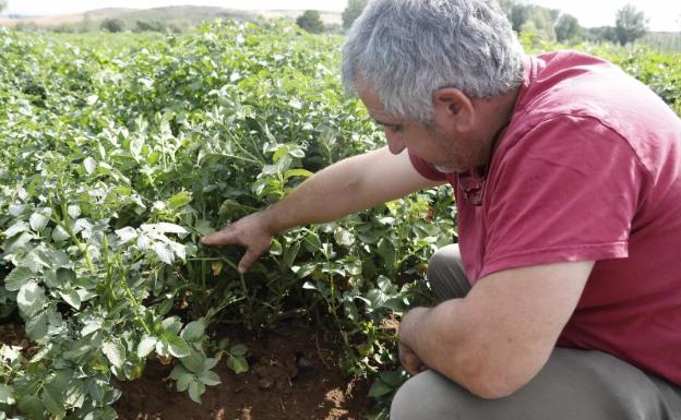 Los agricultores temen que la plaga de topillos condicione la sementera