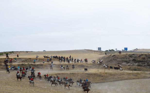 El encierro en Cuéllar deja escenas de pánico en El Embudo y un toro con el cuerno roto