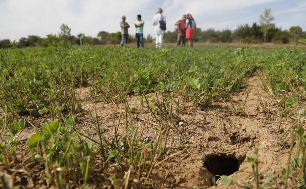Palencia acumula 29 afectados por tularemia tras el confirmado este lunes en la zona de Paredes