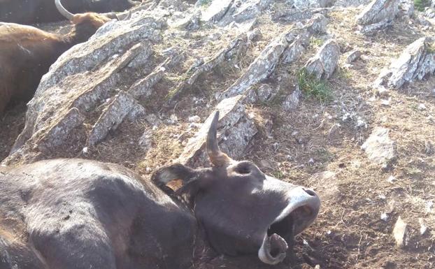 Un rayo mata a más de una veintena de vacas en el puerto leonés de Geras de Gordón