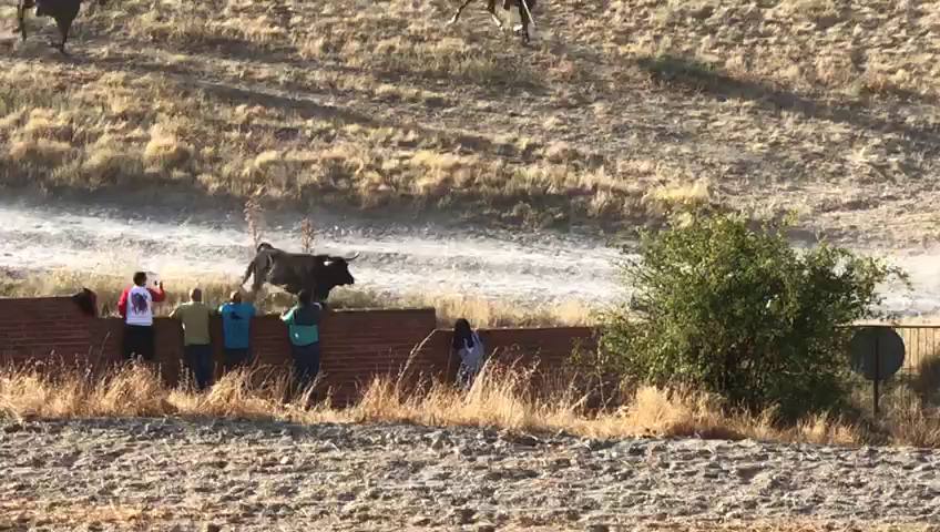 Cogida mortal en los encierros de Cuéllar