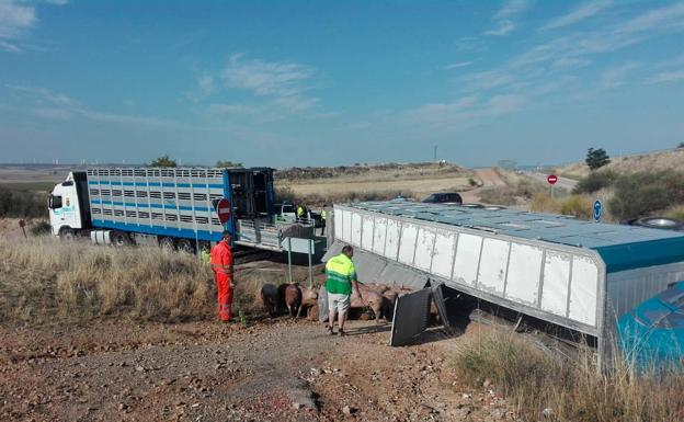 Vuelca un camión con 170 cerdos en la localidad soriana de Gómara