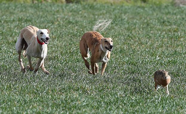 Madrigal de las Altas Torres albergará en enero la prueba reina de galgos en campo