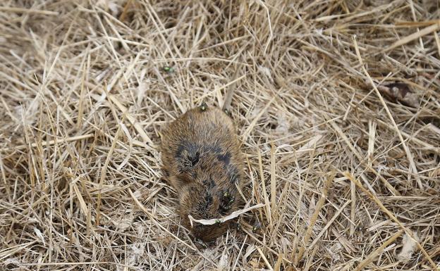 Dos nuevos casos elevan a 33 los contagios por tularemia en Palencia