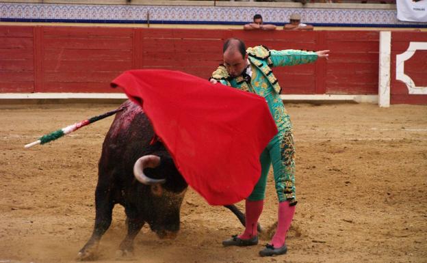 Indultado en Pedrajas 'Aforadito', un novillo de la ganadería vallisoletana de El Raso de Portillo