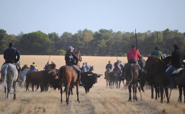 El primer encierro de San Antolín, en Medina del Campo, consigue llevar hasta el coso del Arrabal a los seis morlacos