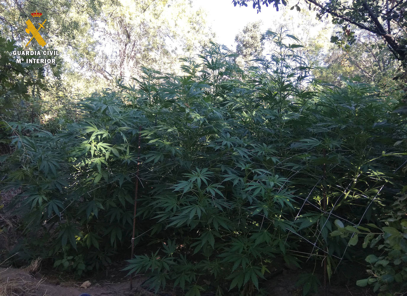 Detenida una persona con 26 plantas de marihuana en una finca de Collado Hermoso