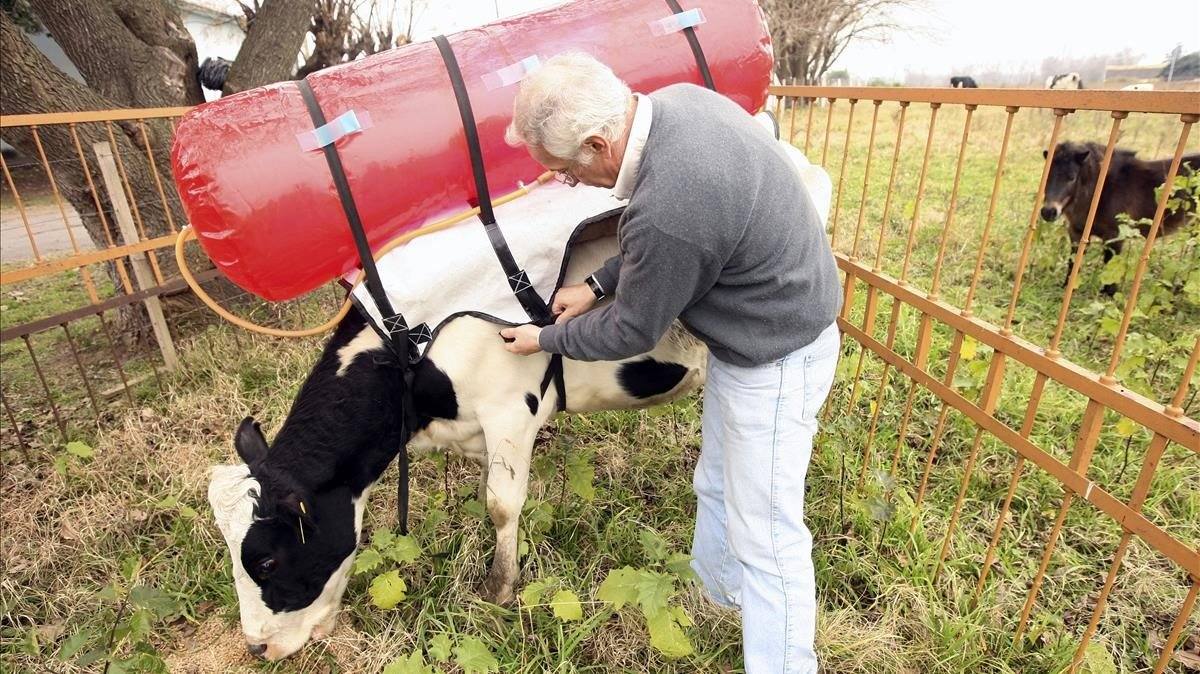 La crisis de las vacas mochileras