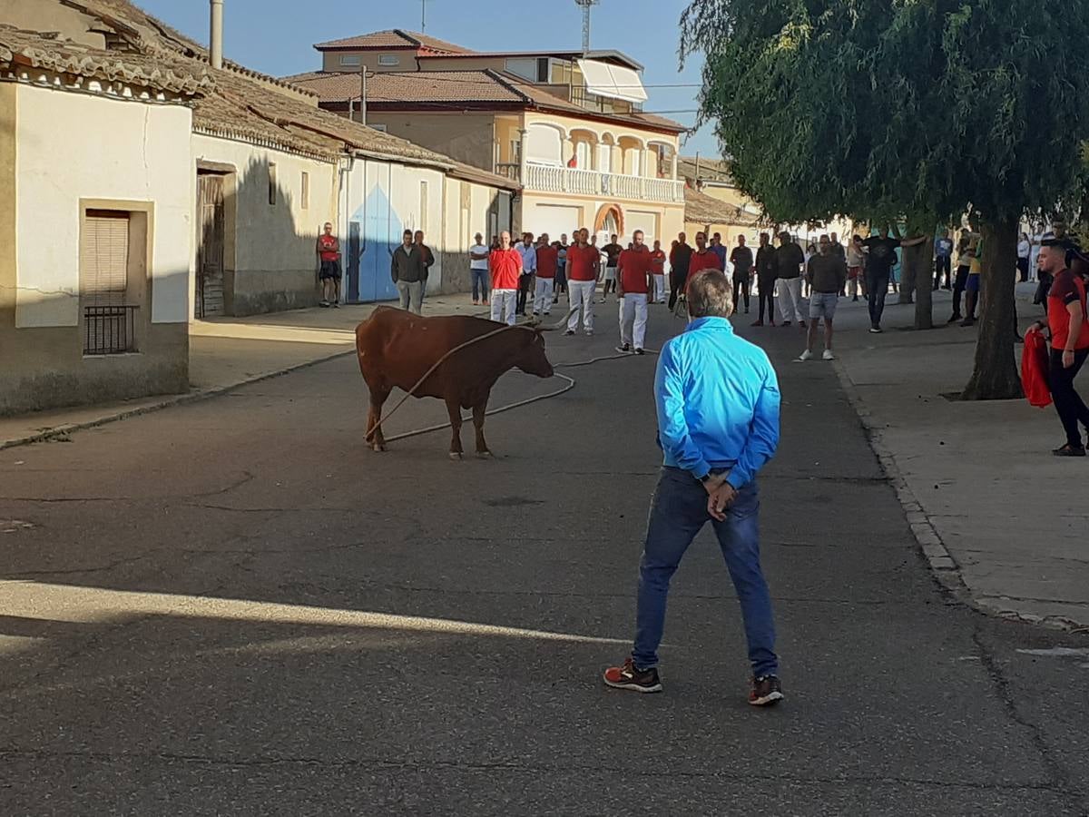 Vaca enmaromada de Villafrechós