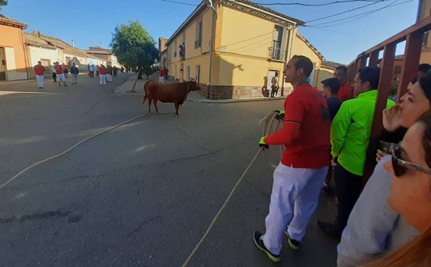 La vaca enmaromada de Villafrechós congrega a cientos de aficionados
