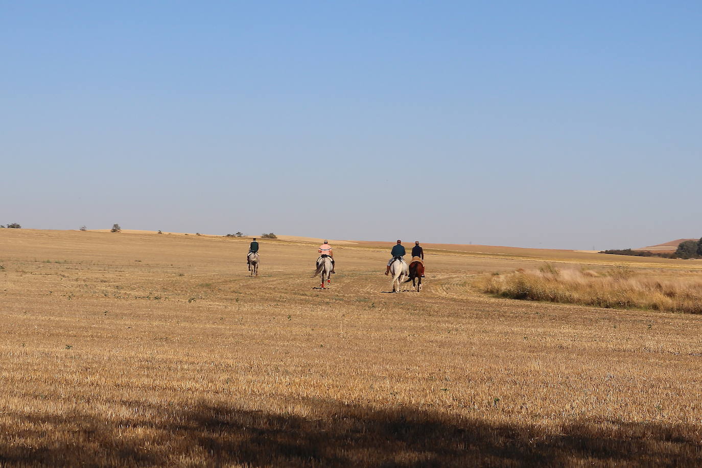 El encierro campestre de Medina de Rioseco en imágenes (1/2)