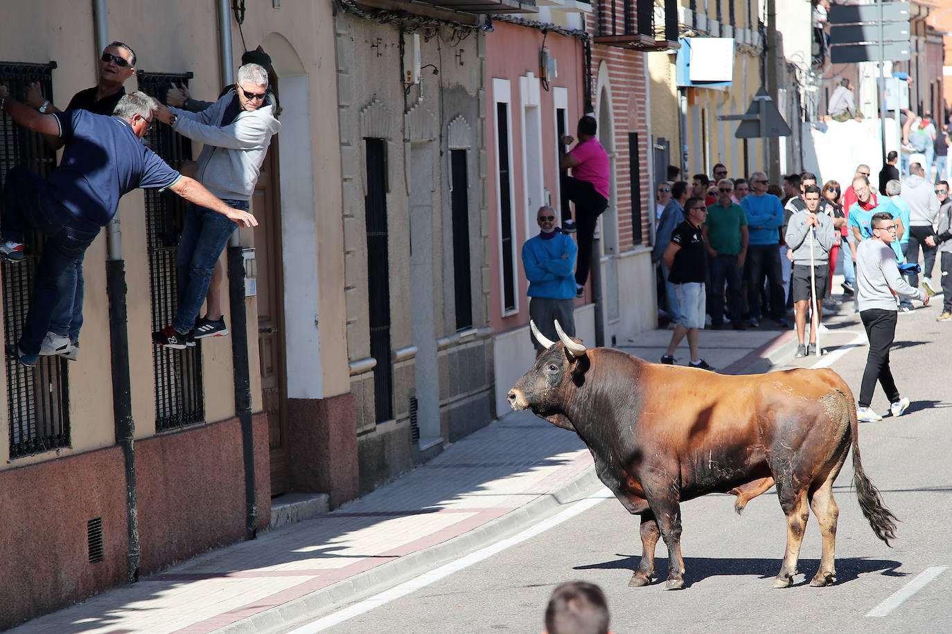 Primer encierro en las fiestas de Nava del Rey