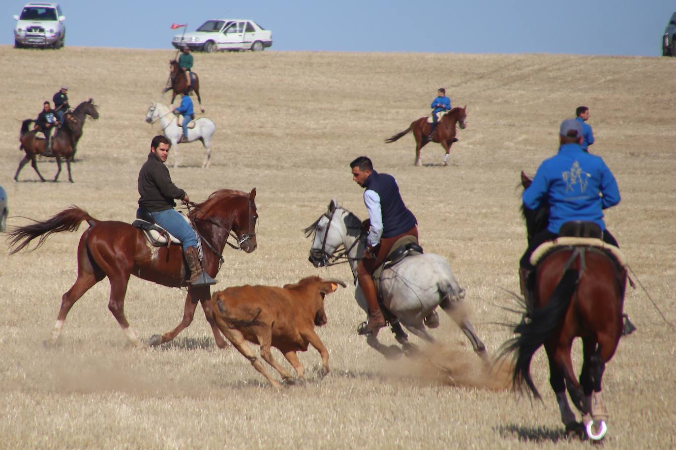 Gran participación en los festejos taurinos por el campo de Rioseco y Villafrechós