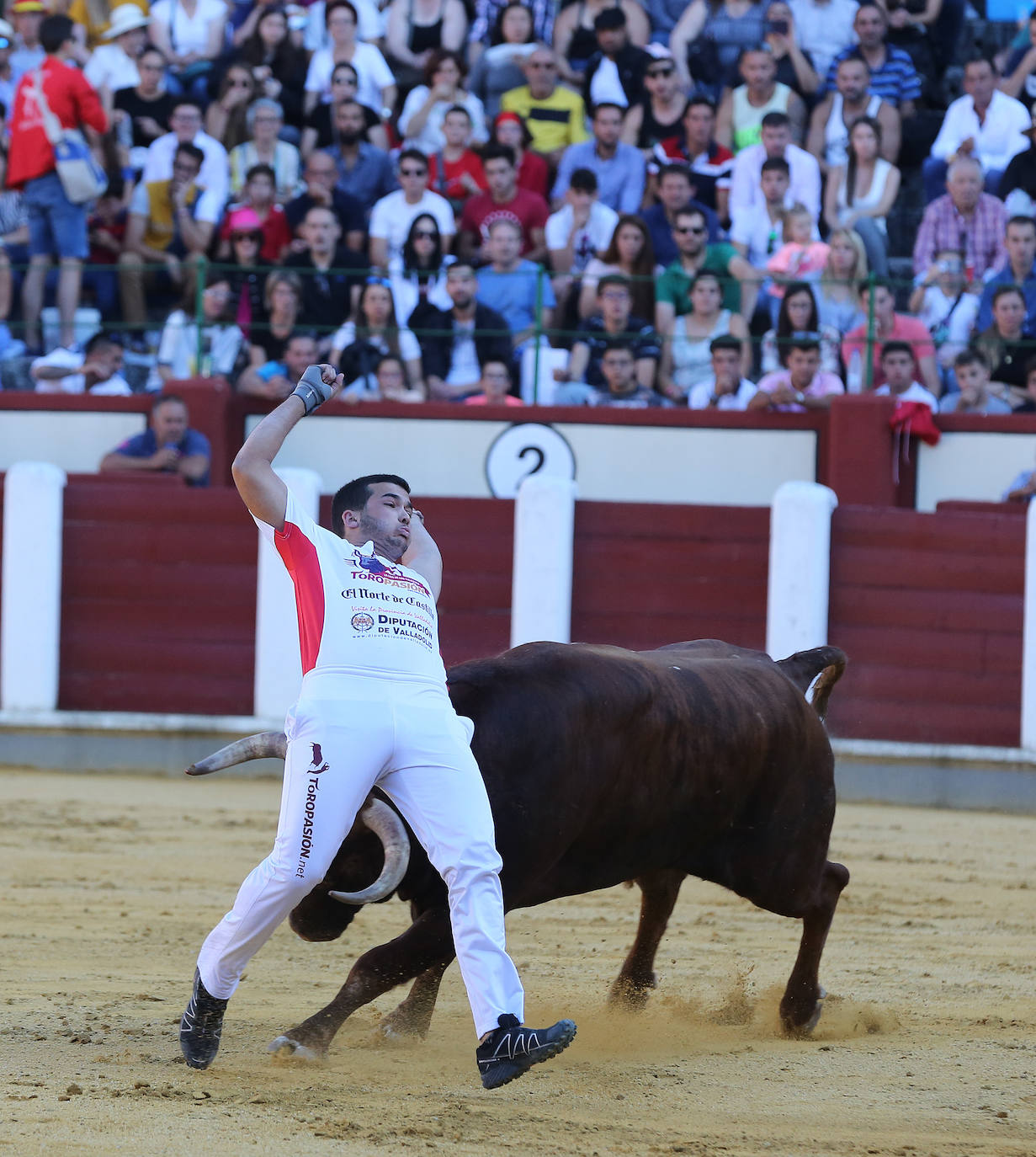Final de la Liga de Corte Puro