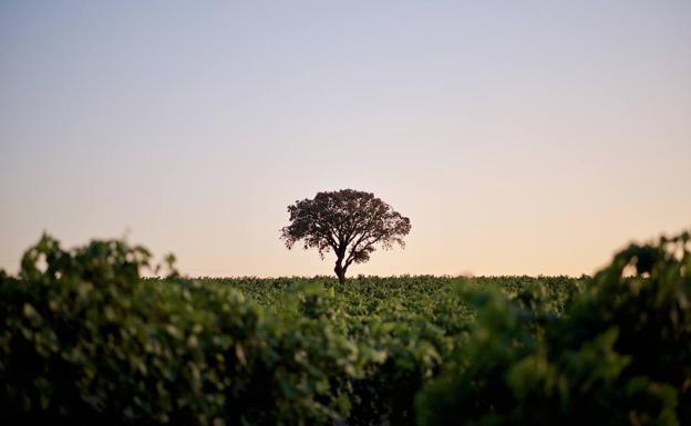La Ruta del Vino de Rueda invita a vivir la vendimia con múltiples actividades para todas las edades