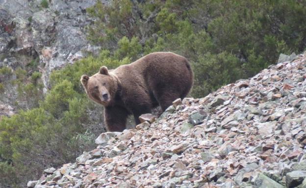 Sorpresa y susto en Villablino: un oso pardo busca comida en un contenedor del municipio