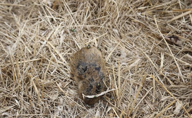 Confirmados tres nuevos casos de tularemia en Palencia, que elevan a 36 los afectados