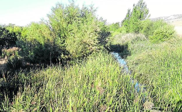 Villanueva de los Infantes pide a la CHD que limpie el río «de una vez»