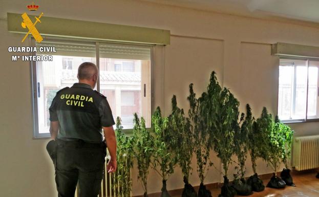 Detenido un hombre mientras regaba una plantación de marihuana en Villamediana