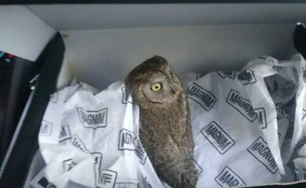 Un vecino se encuentra una cría de autillo y la Policía Local la traslada al Centro de Recuperación de Aves