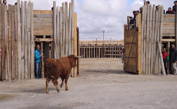 Consulta aquí el programa de fiestas de Montemayor de Pililla