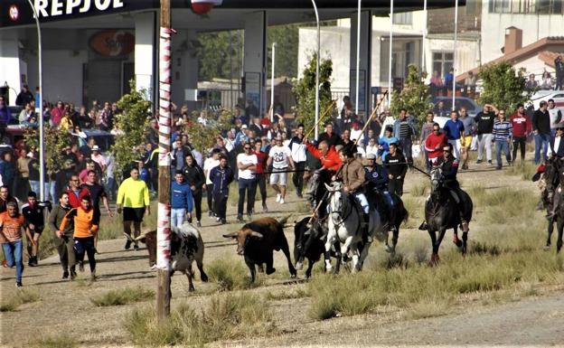 Un toro se refugia en una zona de difícil acceso y tiene que ser recogido en el encierro de Portillo