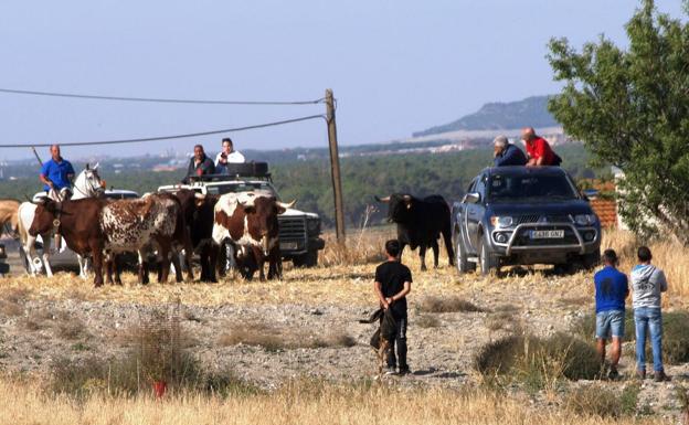 Los festejos taurinos focalizan la jornada del sábado en las fiestas de Vallelado
