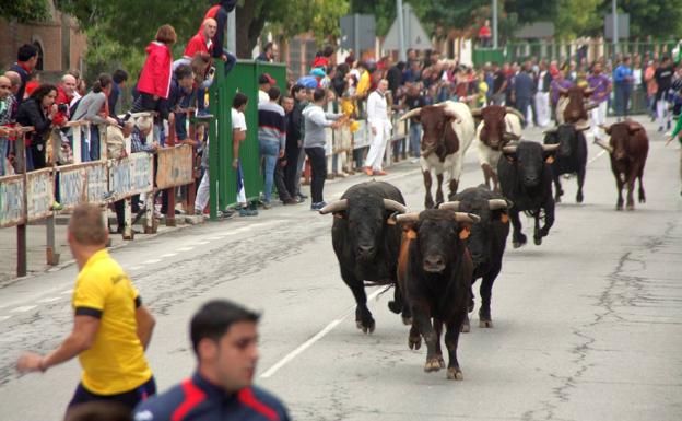 Sustos y contusiones en los encierros de Nava de la Asunción