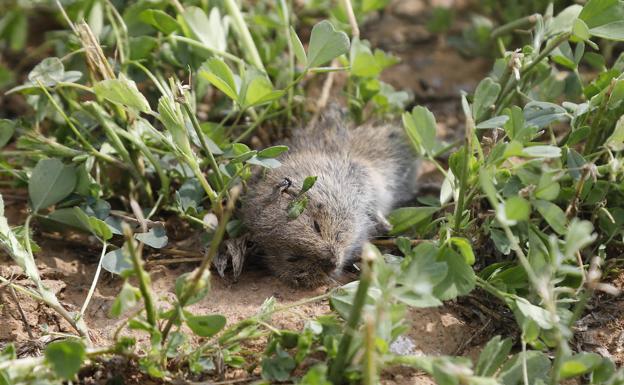 Tres nuevos casos elevan a 42 los contagios por tularemia en Palencia