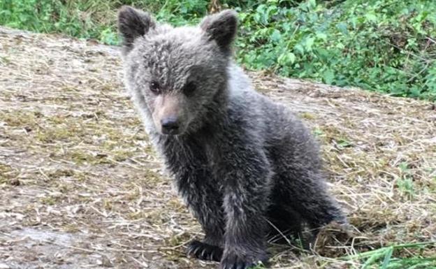 Trasladan a un espacio en semilibertad en León a 'Saba', la osezna cantábrica abandonada por su madre