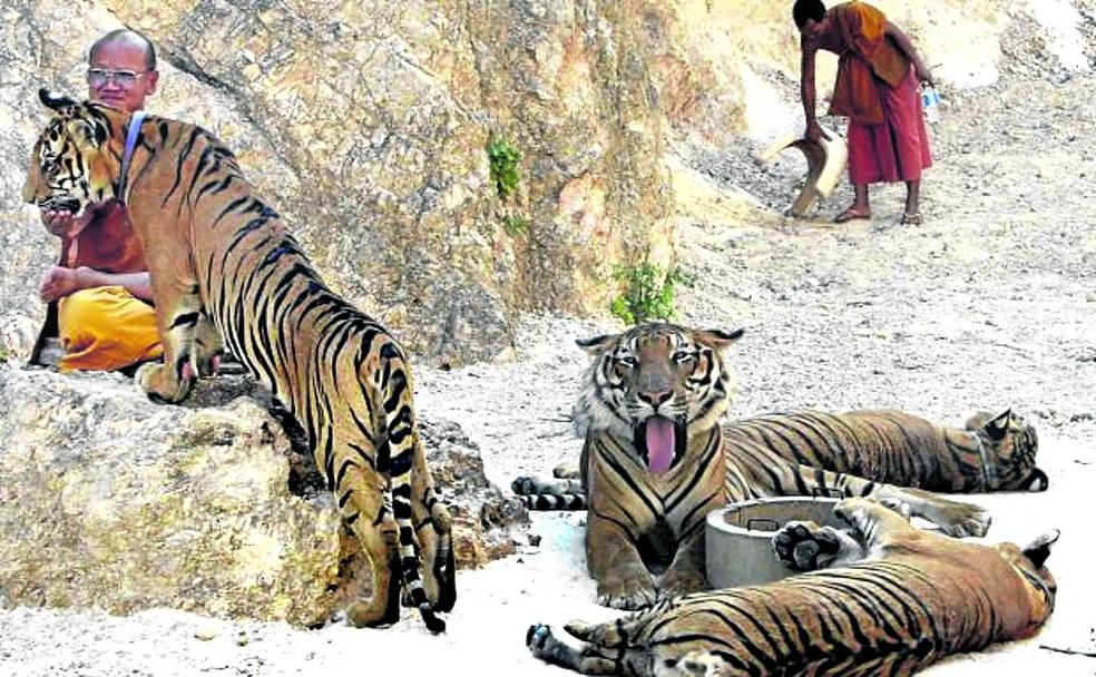 Ni paz ni amor en el Templo del Tigre