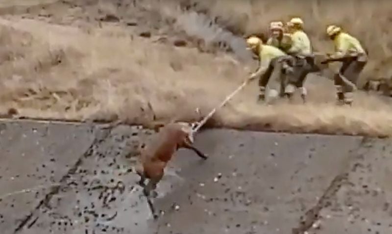 Salvado por las Elif: brigadistas de Sahechores de Rueda rescatan a un ciervo cuando se ahogaba en un canal