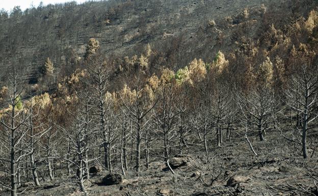 Las cenizas del incendio de agosto en La Granja acechan el arroyo Carneros