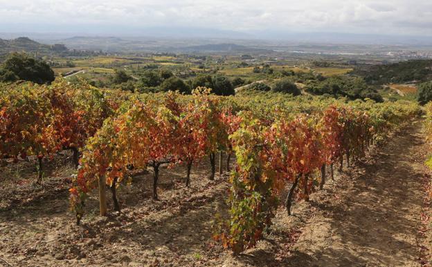 Los consejos reguladores de Cava, Rioja y Jumilla podrán limitar las plantaciones de viñedo