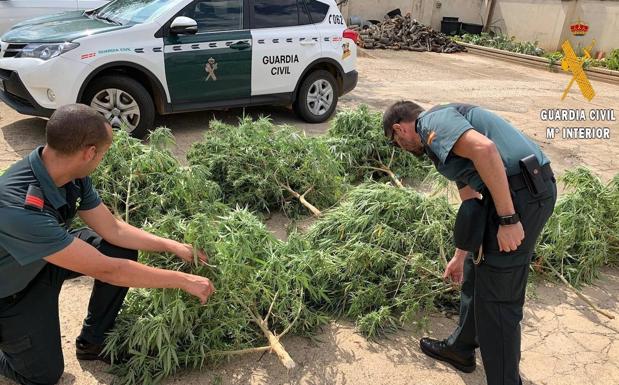 La Guardia Civil incauta ocho plantas de marihuana a un vecino de Herrera