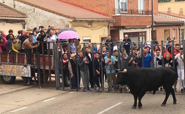 El toro del Adaja y King África llenan las calles de Valdestillas