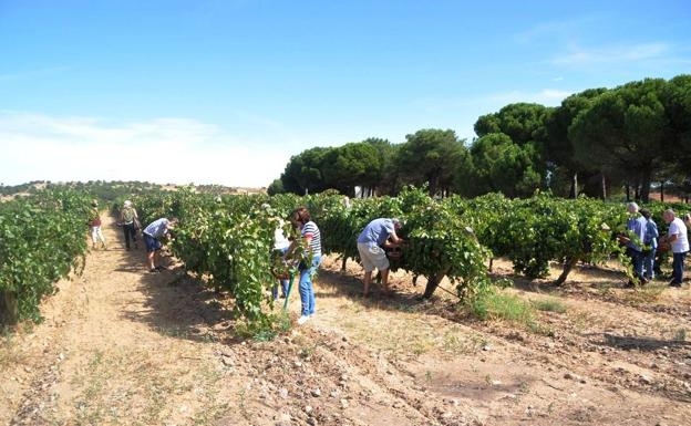 Una vivencia única que arranca en la viña y termina en la bodega