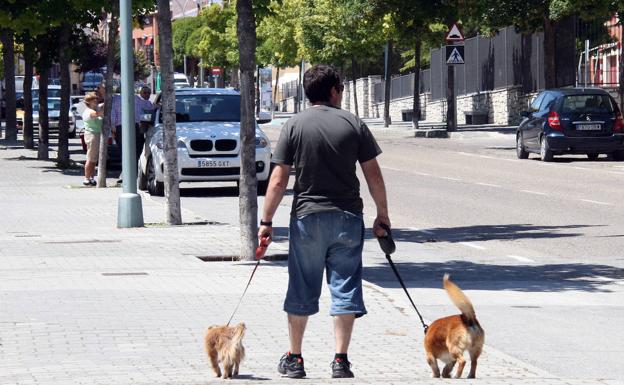 La tasa por tenencia de perros de Zamora excluirá a los guía y los adoptados