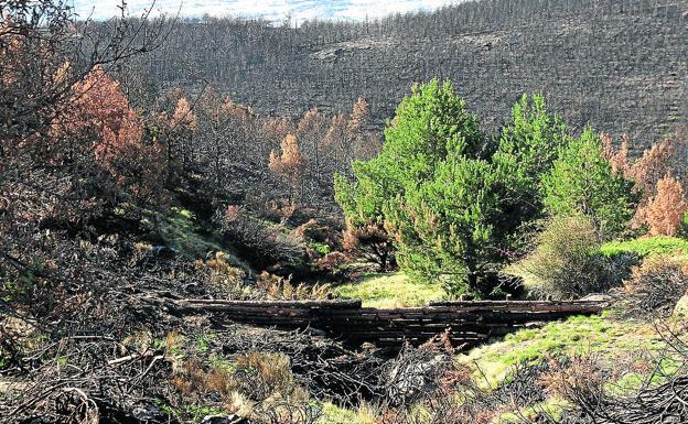 Los voluntarios del Real Sitio comenzarán a actuar en Fuente Infantes en octubre