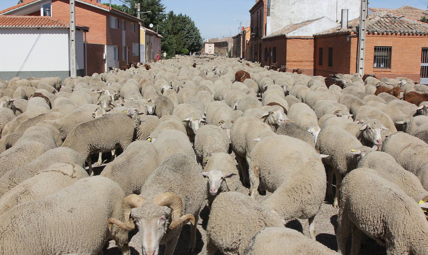 La fiesta de la trashumancia cruza Palencia